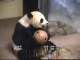 Giant Pandas (Вашингтон, Соединенные Штаты Америки)