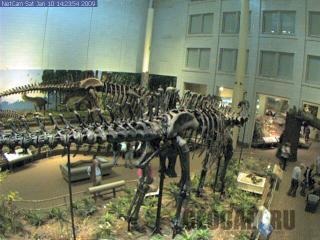 Dinosaurs Museum Webcam