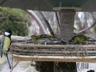 Bird Feeder Webcam