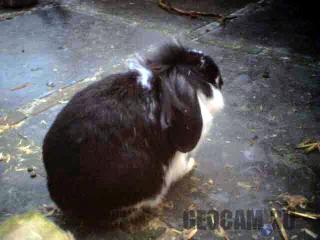 Rabbit Webcam 1