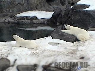 Polar Bear webcam