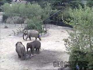 Elephants webcam