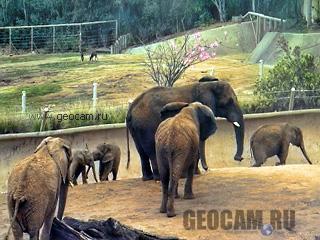 Elephant Web Cam