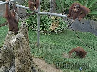 Monkey San Diego Zoo Animals & Plants