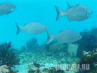 Cayman Islands Reef Webcam