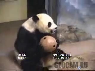 Giant Pandas