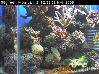 Octocoral Cam