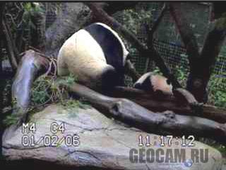 Panda Cam from the San Diego Zoo