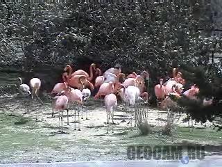 Flamingo cam