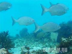 Cayman Islands Reef Webcam