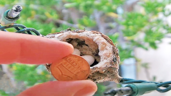 Hummingbird Nest Webcam in Southern California: 1 cent coin on the background of a hummingbird nest