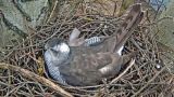 Webcam in goshawk nests