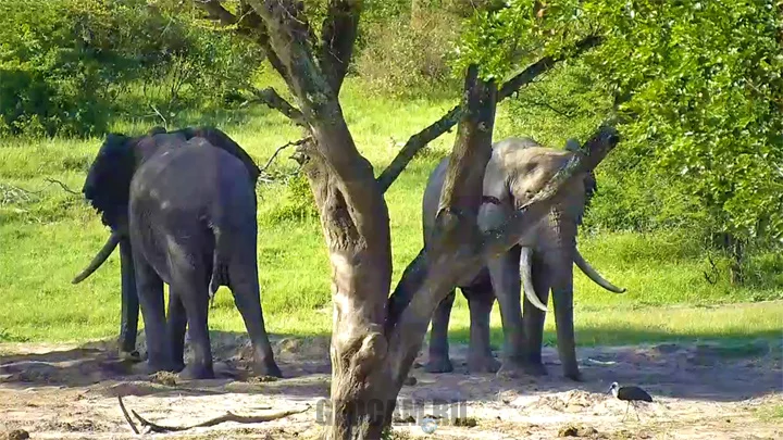 Tembe Elephant Park Webcam, South Africa