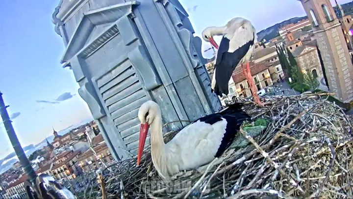 Webcam at the storks nest in the town of Alcala de Henares: Storks nest