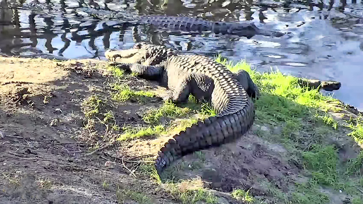 Alligator and Spoonbill Swamp Webcam