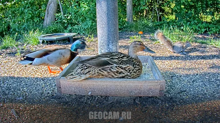 Webcam at the feeding station for wild animals and birds, Ohio