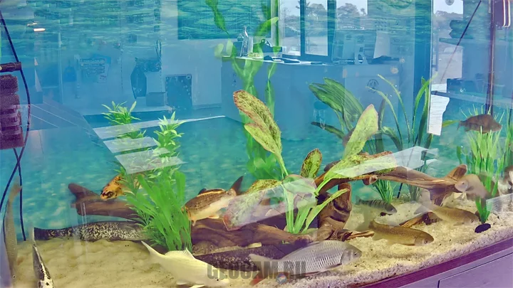 Webcam of the Adygea Lakes aquarium
