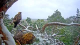 Webcam at the golden eagle nest, Estonia (Estonia)