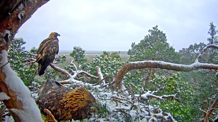 Webcam at the golden eagle nest, Estonia: Webcam at the bald eagle nest, Estonia