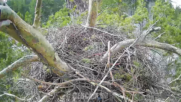 Webcam at the nest of eastern imperial eagles, Ulyanovsk region