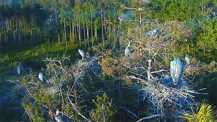 Webcam at the gray heron nest, Estonia: Nests of gray herons on trees (Estonia)