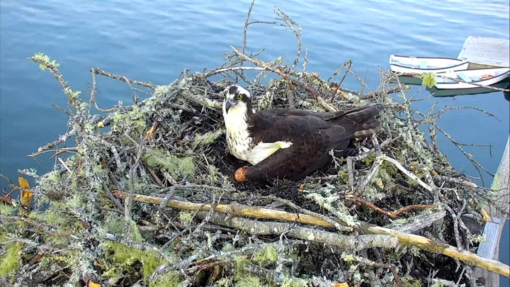 osprey live cams