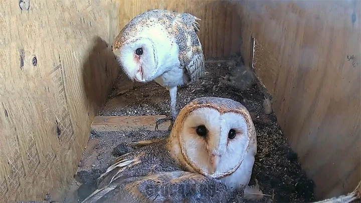 Webcam at a barn owl nest in Gainesville, Florida