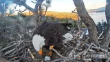 Big Bear Bald Eagle Webcam (San Bernardino County, United States)