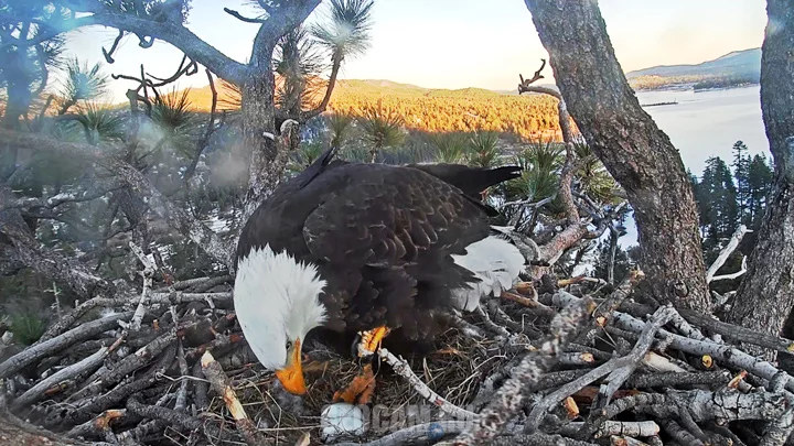 Big Bear Bald Eagle Webcam
