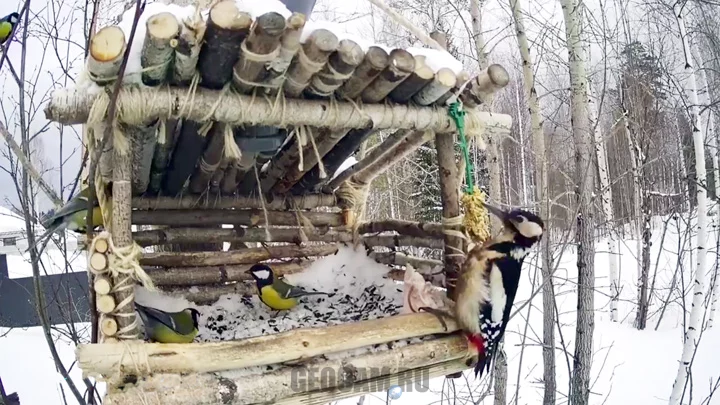 Webcam at the bird feeder, Pervouralsk