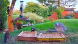 Webcam at bird feeders, Gresham, England (Gresham, United Kingdom)