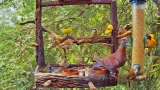 Bird feeder webcam in Pretoria, South Africa (Pretoria, South Africa)
