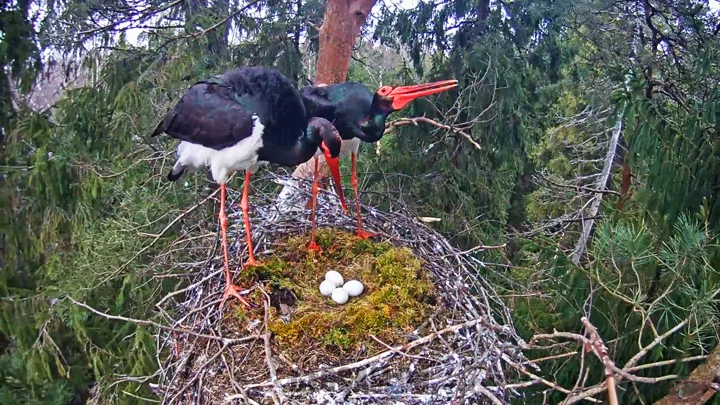 Webcam in the nest of black storks, Sigulda County, Latvia