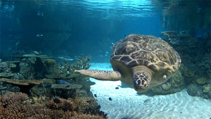 Blacktip reef live webcam: sea turtle
