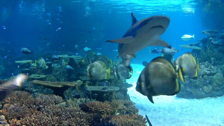 Blacktip reef live webcam
