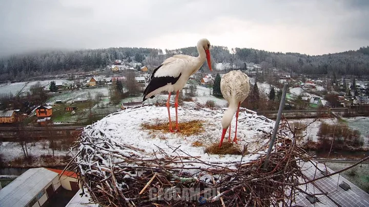 Webcam at the stork nest in the village of Bohuslavice, Czech Republic: Snow in April 2021