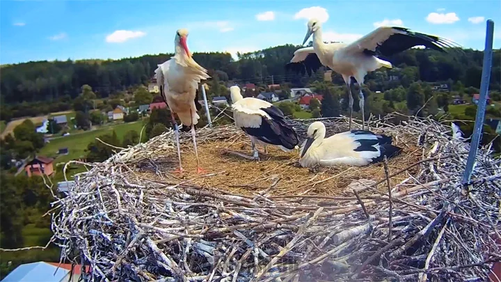 Webcam at the stork nest in the village of Bohuslavice, Czech Republic
