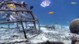 Bonaire Underwater Webcam (Bonaire, Netherlands Antilles)