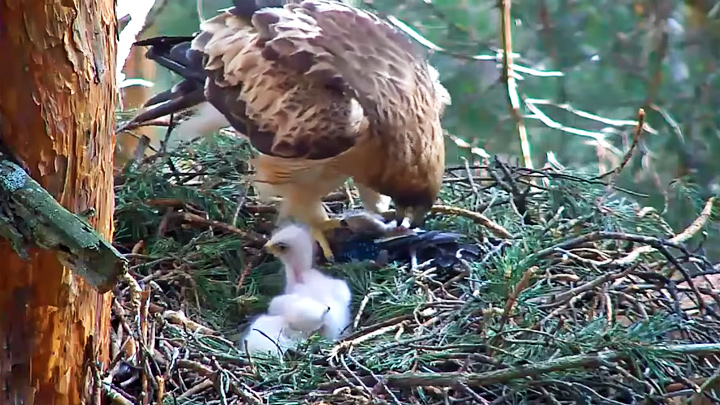 Webcam at the Booted eagle's nest, Sierra de Guadarrama Park