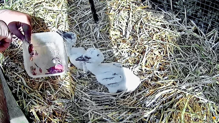 Webcam in the enclosure of Brest stork chicks