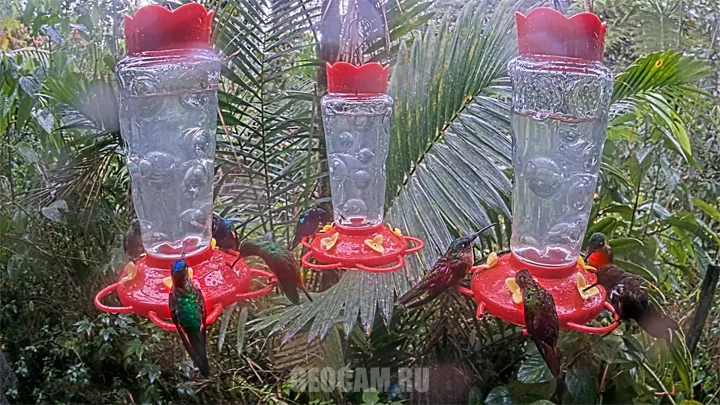 Webcam at the hummingbird feeders in the Mindo Valley: ΠΠ΅Π±-ΠΊΠ°ΠΌΠ΅ΡΠ° Ρ ΠΏΠΎΠΈΠ»ΠΊΠΈ Π΄Π»Ρ ΠΊΠΎΠ»ΠΈΠ±ΡΠΈ Π² Π΄ΠΎΠ»ΠΈΠ½Π΅ ΠΠΈΠ½Π΄ΠΎ