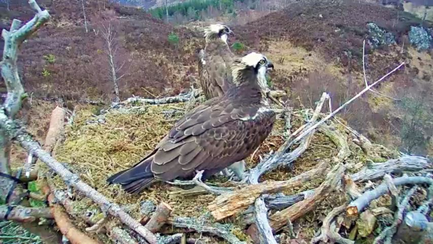 Webcam at the osprey's nest in the Caledonian Forest