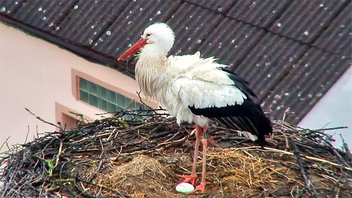 Webcam in the storks nest in Dubna village: New masonry in the nest of storks (spring 2017)