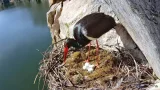 Webcam at the nest of black storks, province of Caceres (Caceres, Spain)