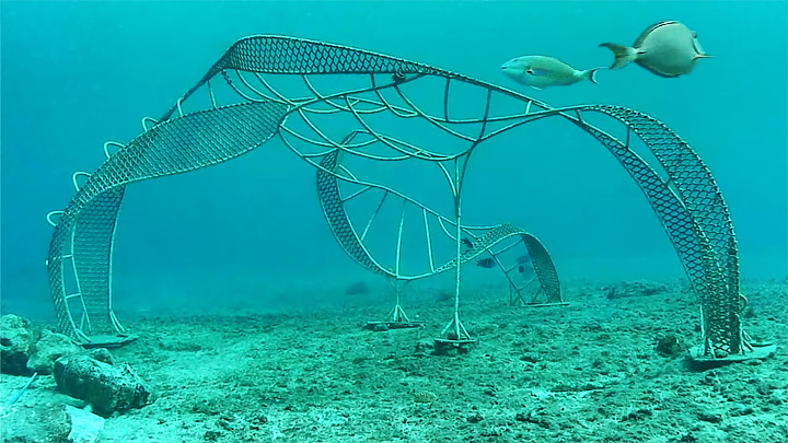 Cozumel electric reef webcam: Underwater webcam on the reef of the island of Cozumel