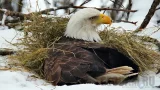 Webcam at the north nest of Bald Eagles, Decorah, Iowa (Decorah, United States)