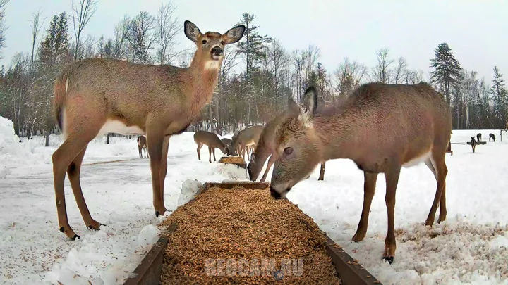 Webcam at the deer feeder in the reserve «Pantry for deer»