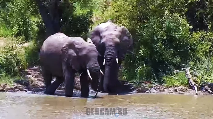 Djuma Game Reserve Webcam