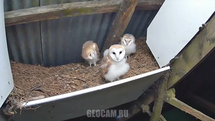 Webcam at the entrance to the barn owl nest, Duhallow, Ireland