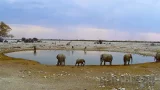 Webcam at a watering hole in Etosha National Park, Namibia